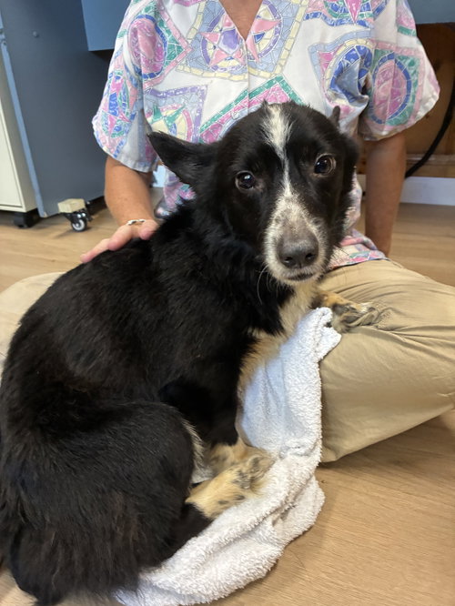 picture of the dog needing adoption