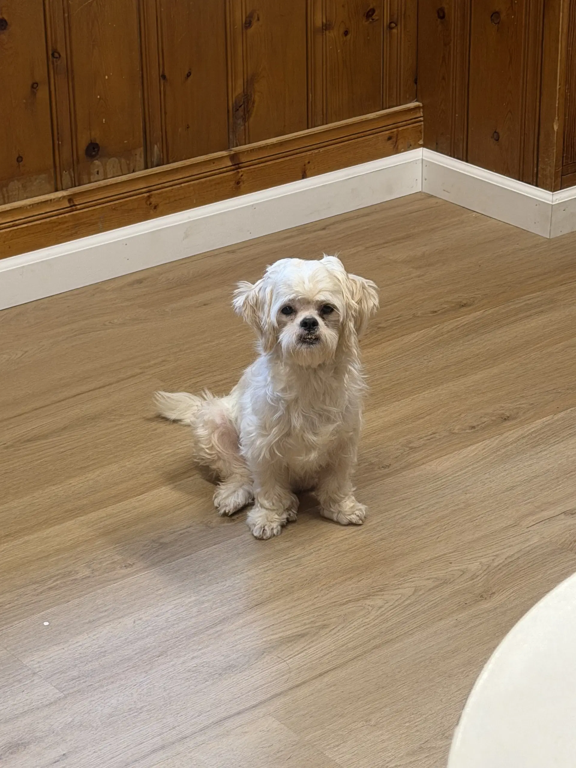 Elphaba - Shih Tzu