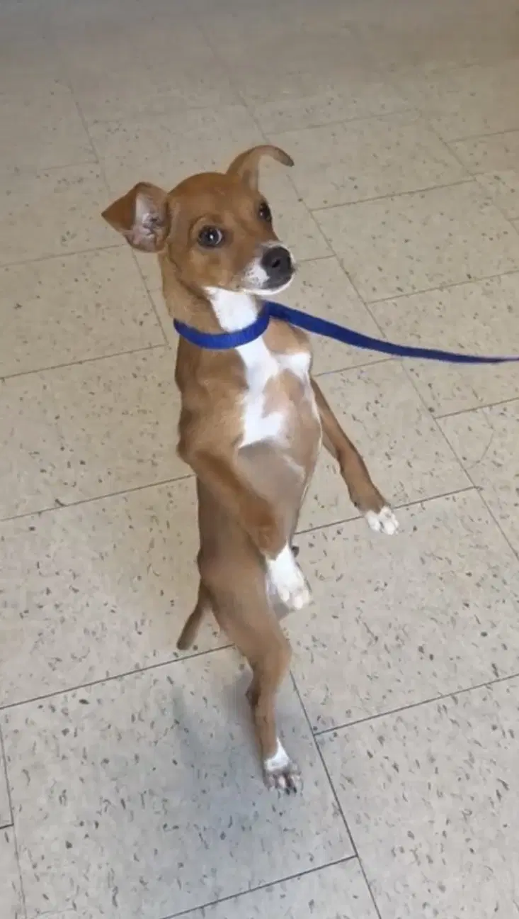 Taquito - Chihuahua