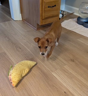 Photo 3 of Taquito
