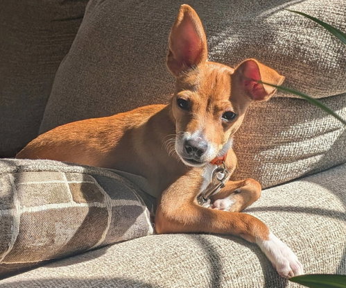 Photo of Taquito