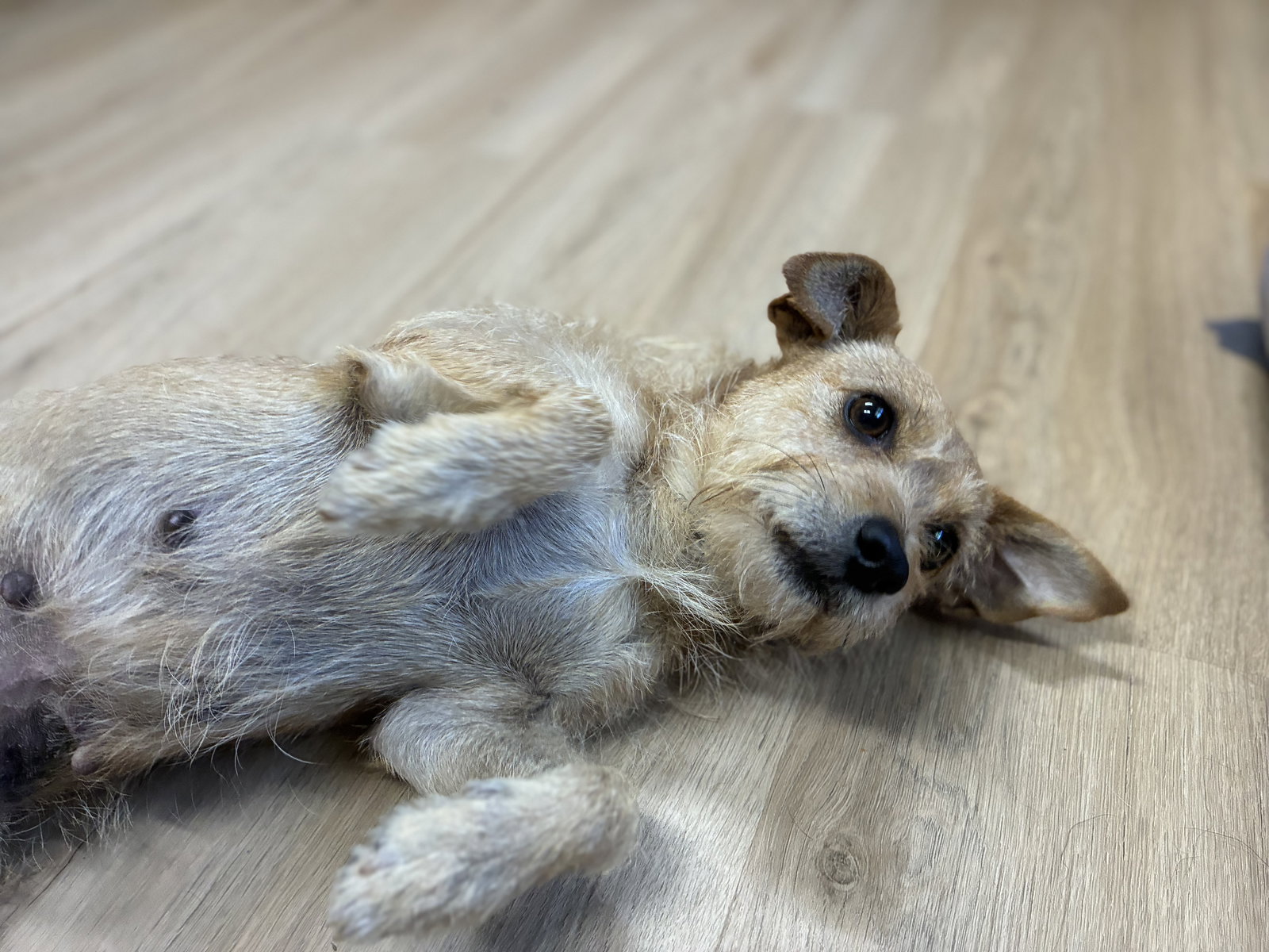 Lucy, Mixed Breed