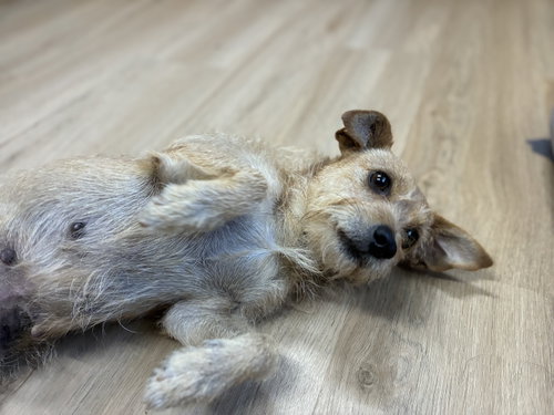 Lucy, a dog for adoption from Mitchell Mill Animal Hospital Rescue Inc