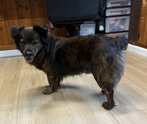 Roscoe, a dog for adoption from Mitchell Mill Animal Hospital Rescue Inc