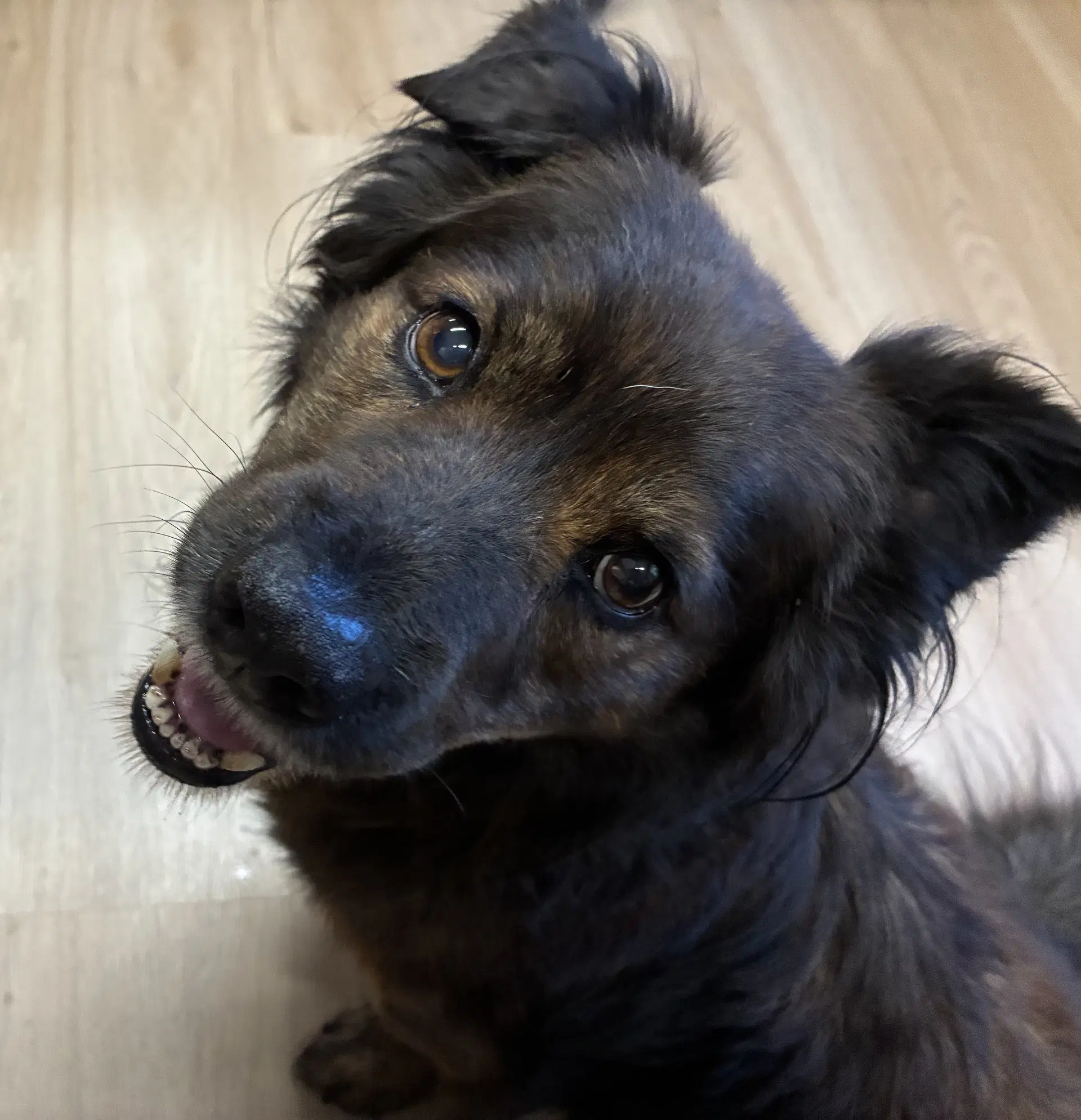 Roscoe image 3