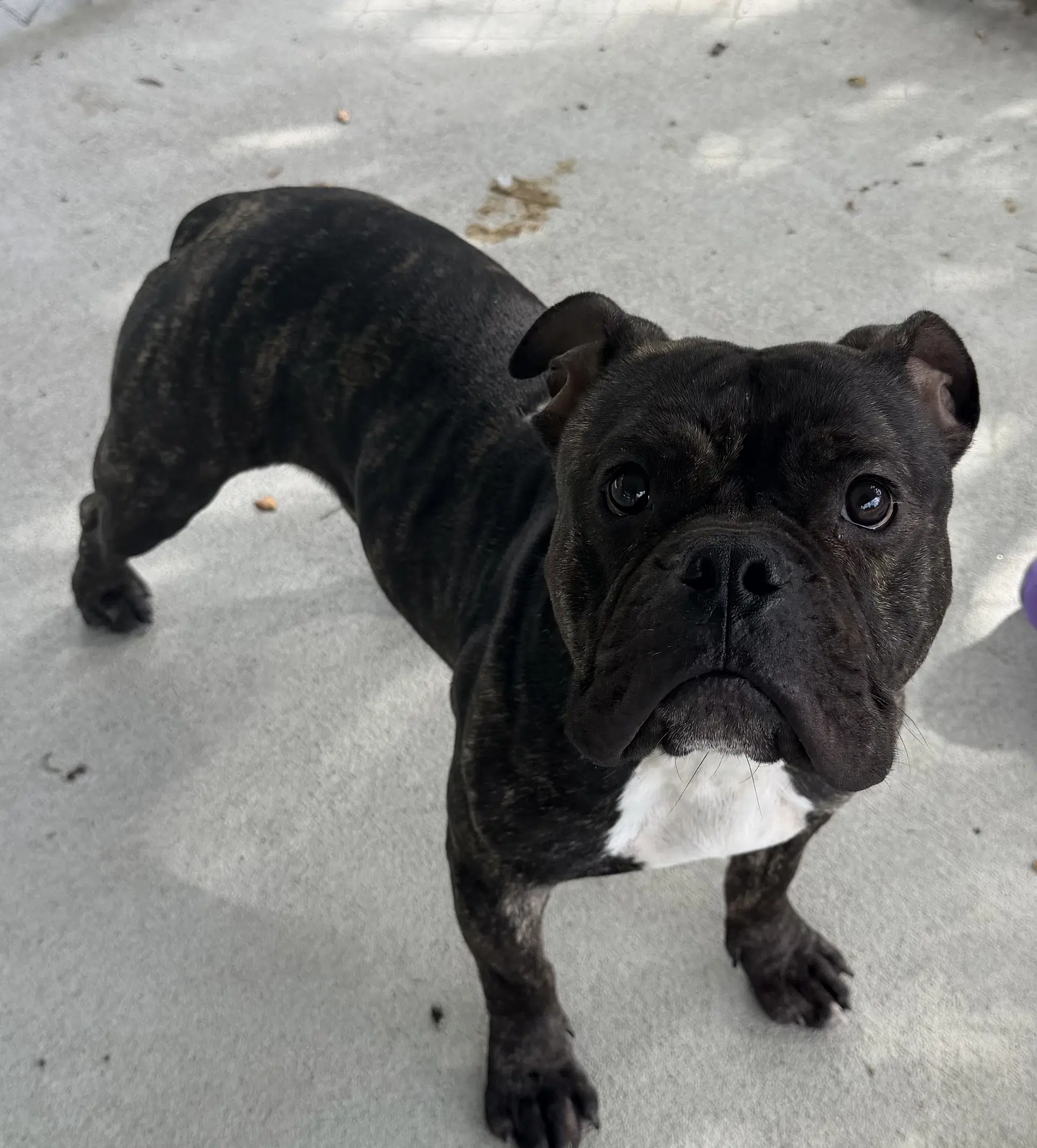 Hicks - Bulldog