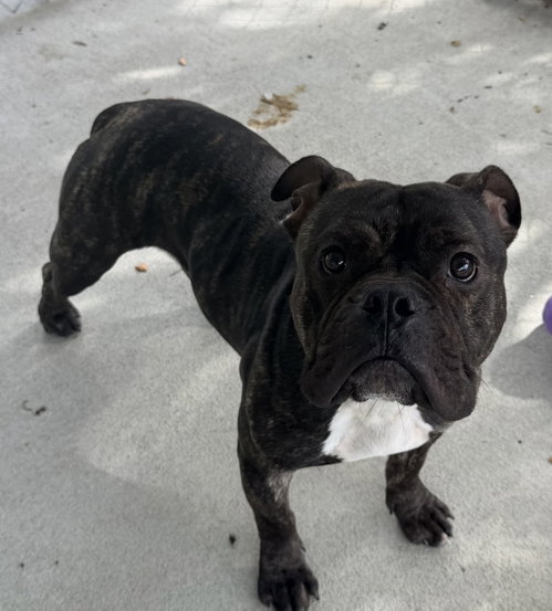 Hicks, a dog for adoption from Mitchell Mill Animal Hospital Rescue Inc