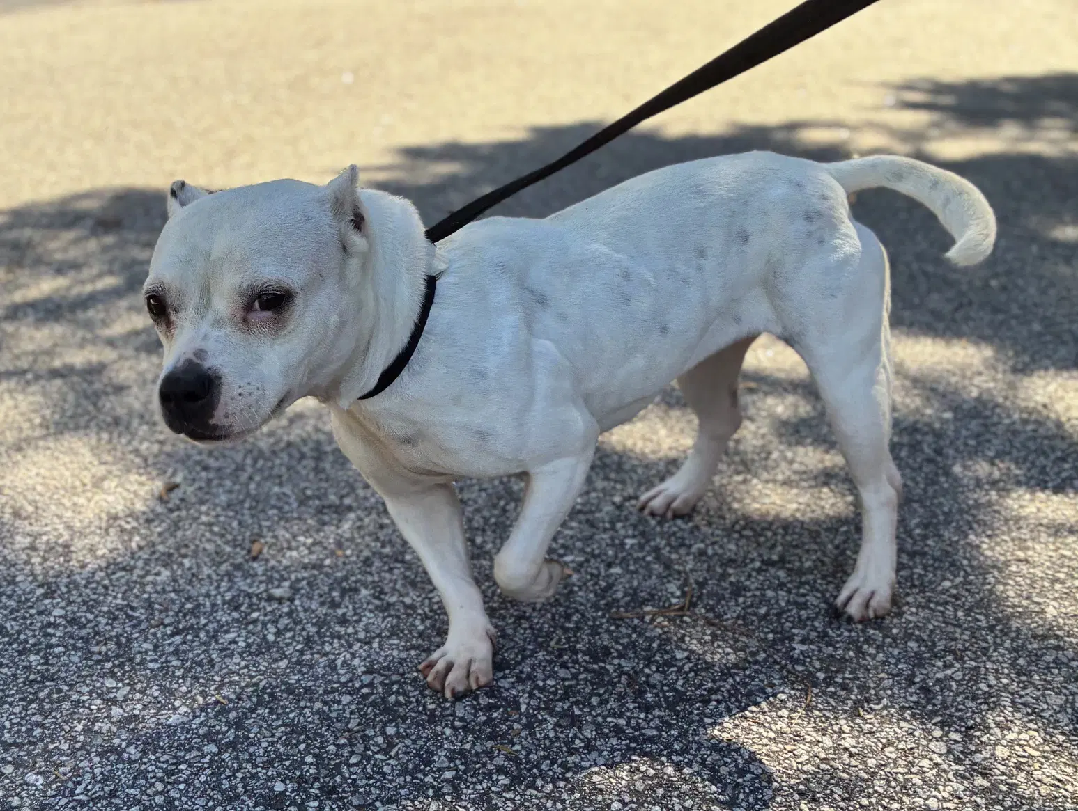 Boo - American Bulldog