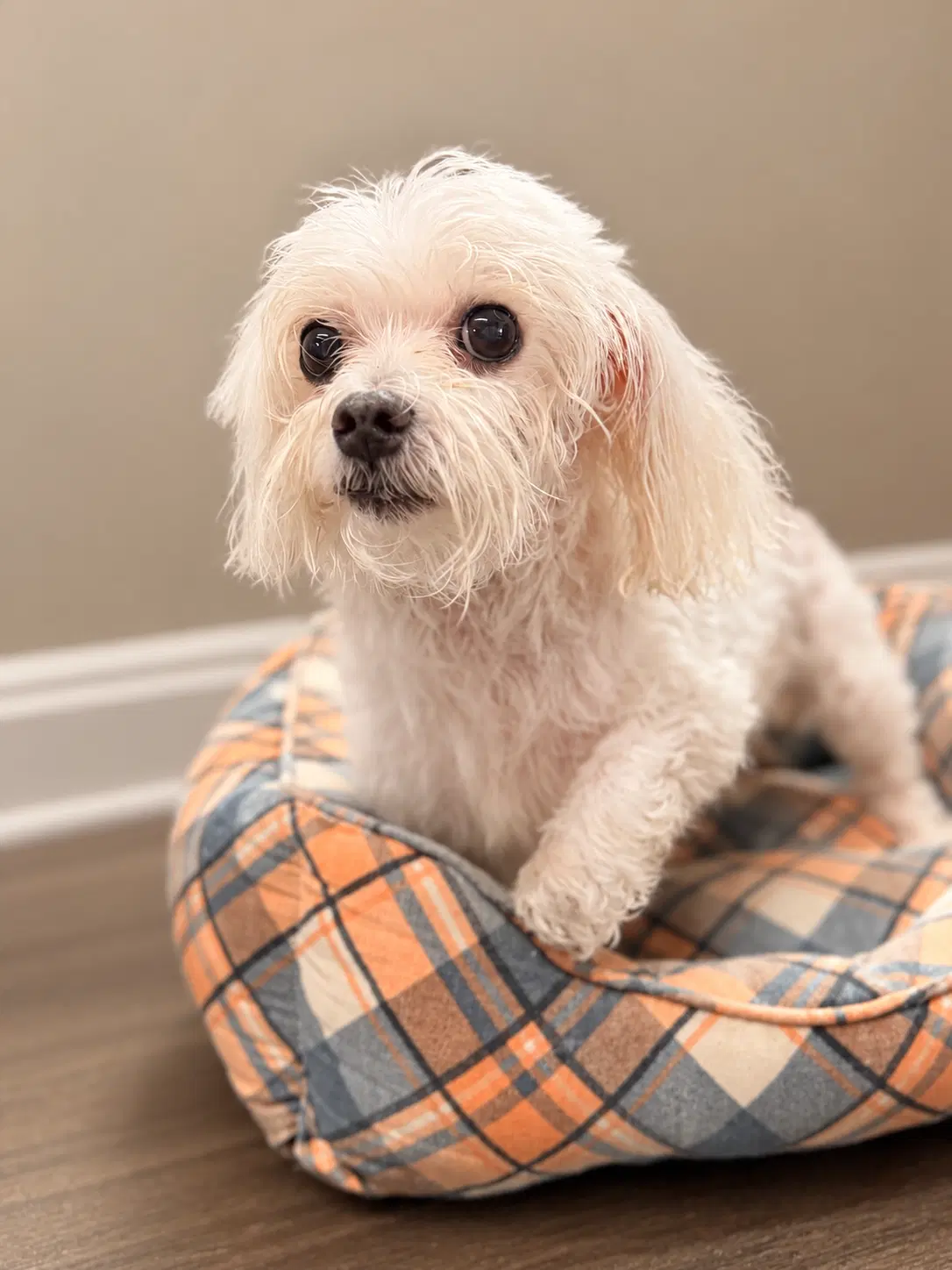 Fluffy - Maltese
