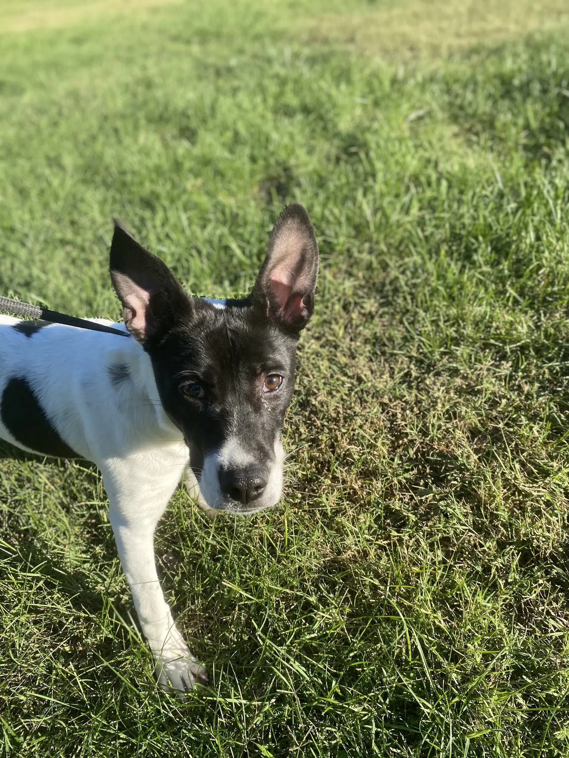 Snocone - Terrier