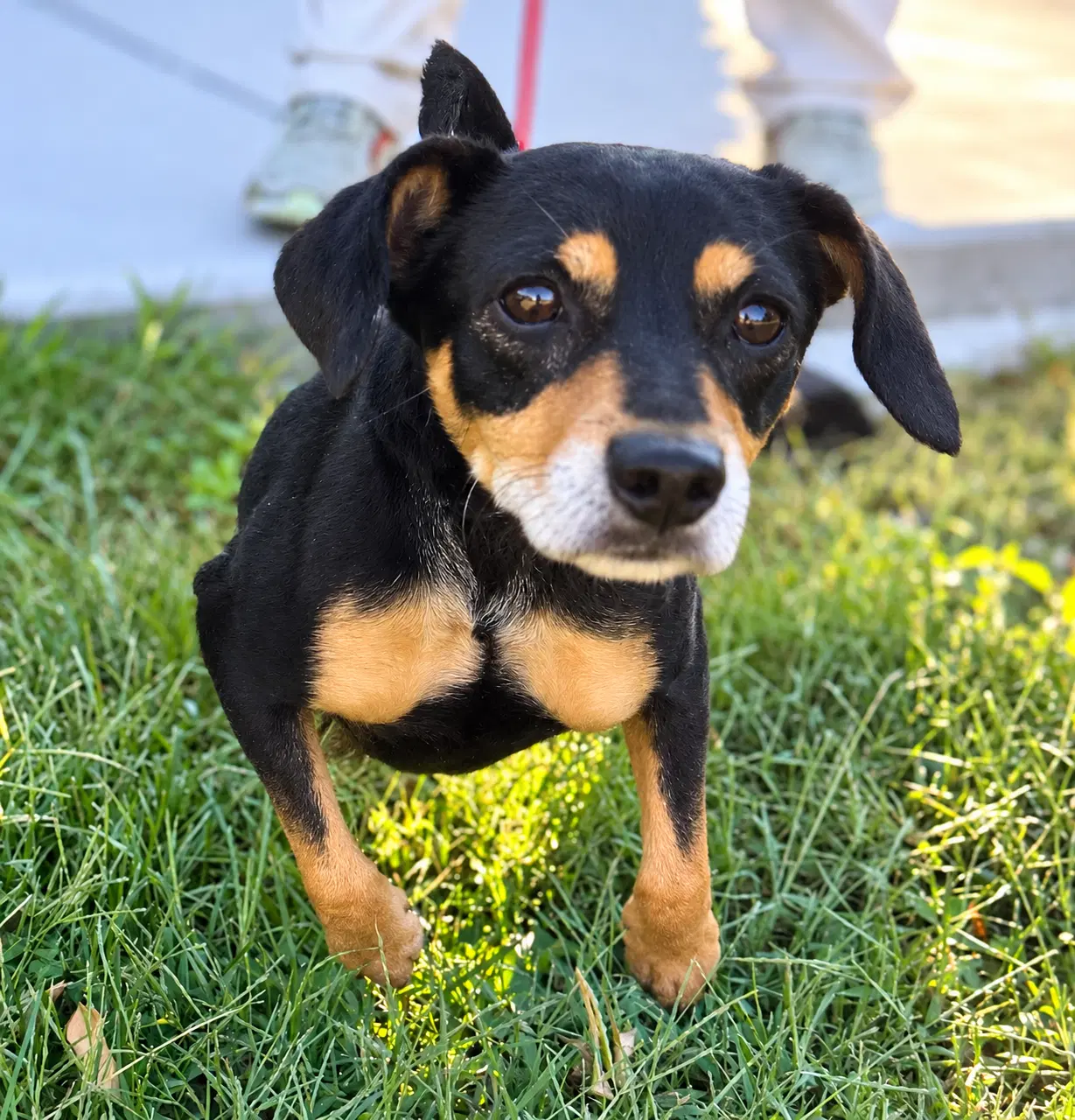 Isaac - Miniature Pinscher