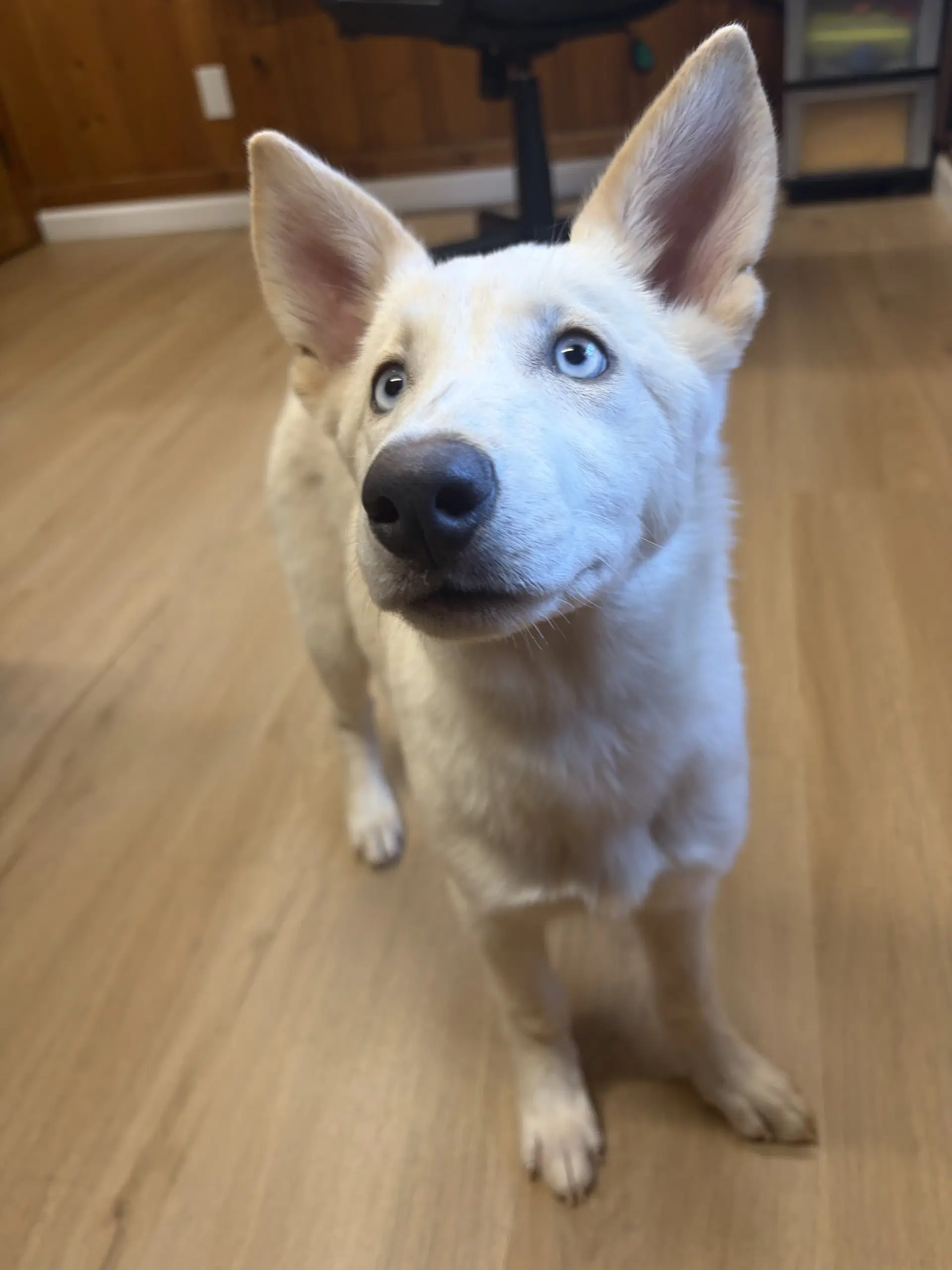 Ailynn - Husky