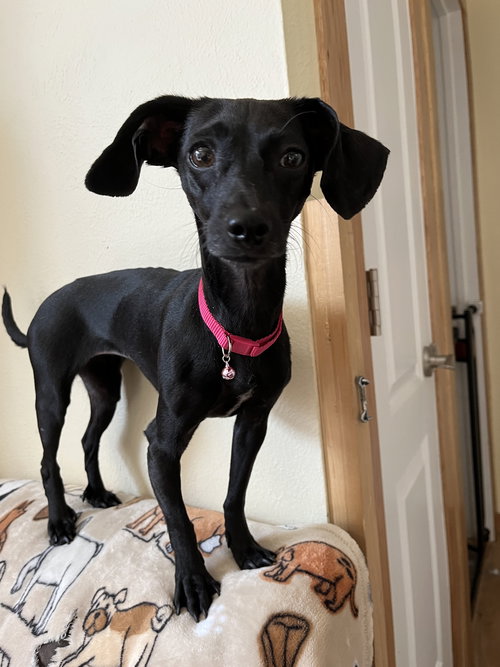 BELLA - Chihuahua / Dachshund available for adoption