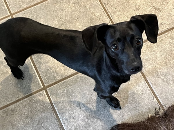 Bella