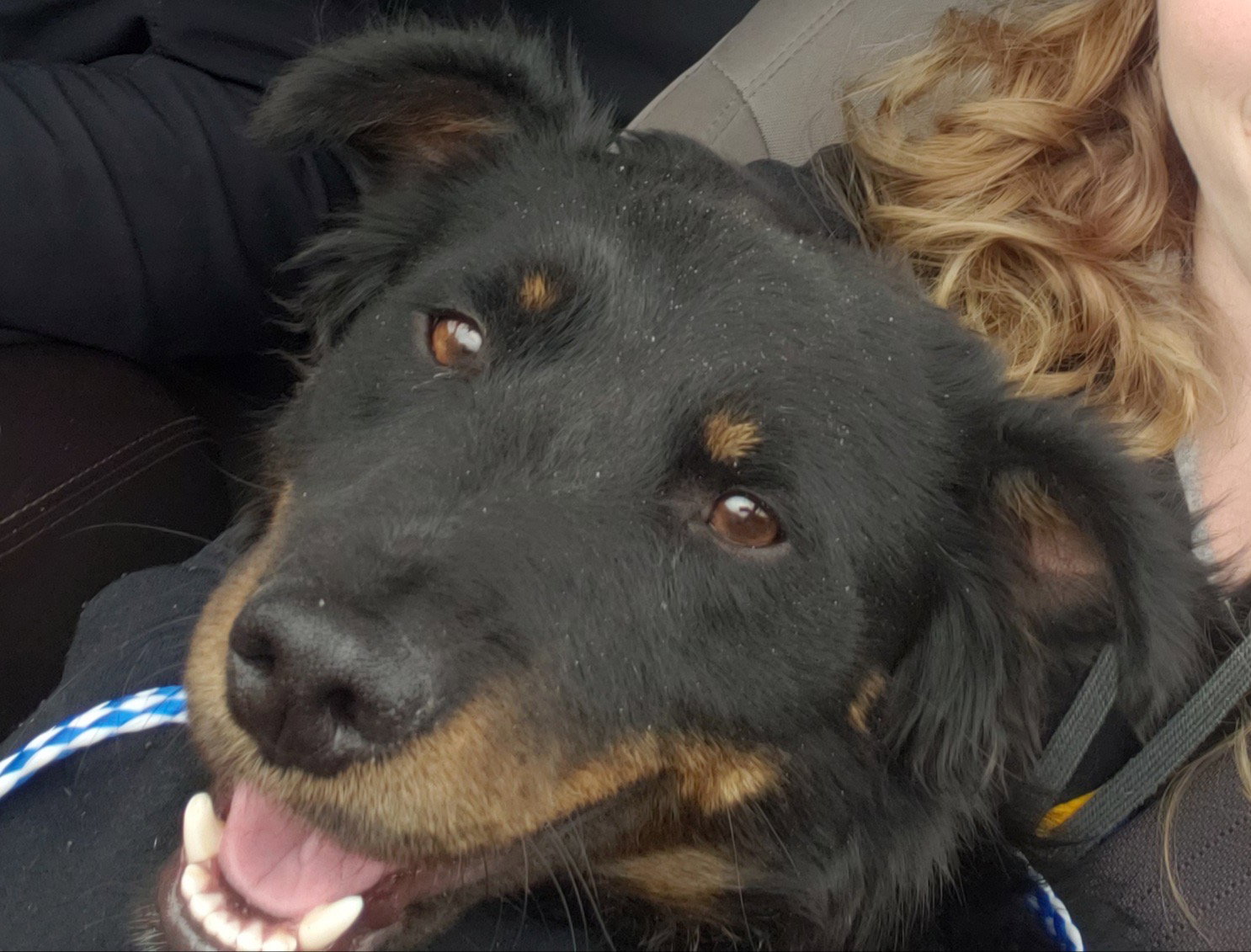 Dog for Adoption Ellington, a in Longmont, CO Alpha Paw