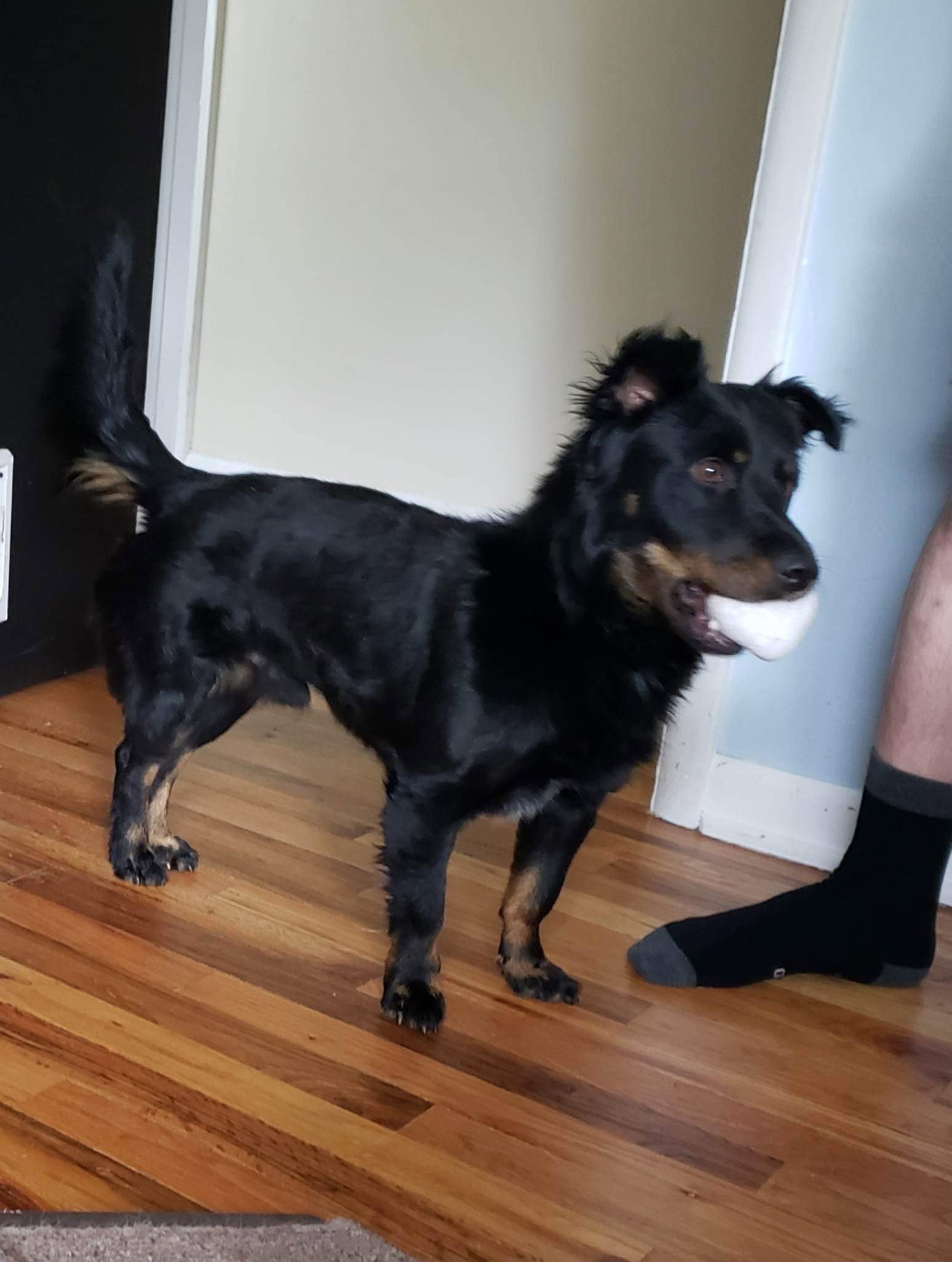 Dog for Adoption Ellington, a in Longmont, CO Alpha Paw