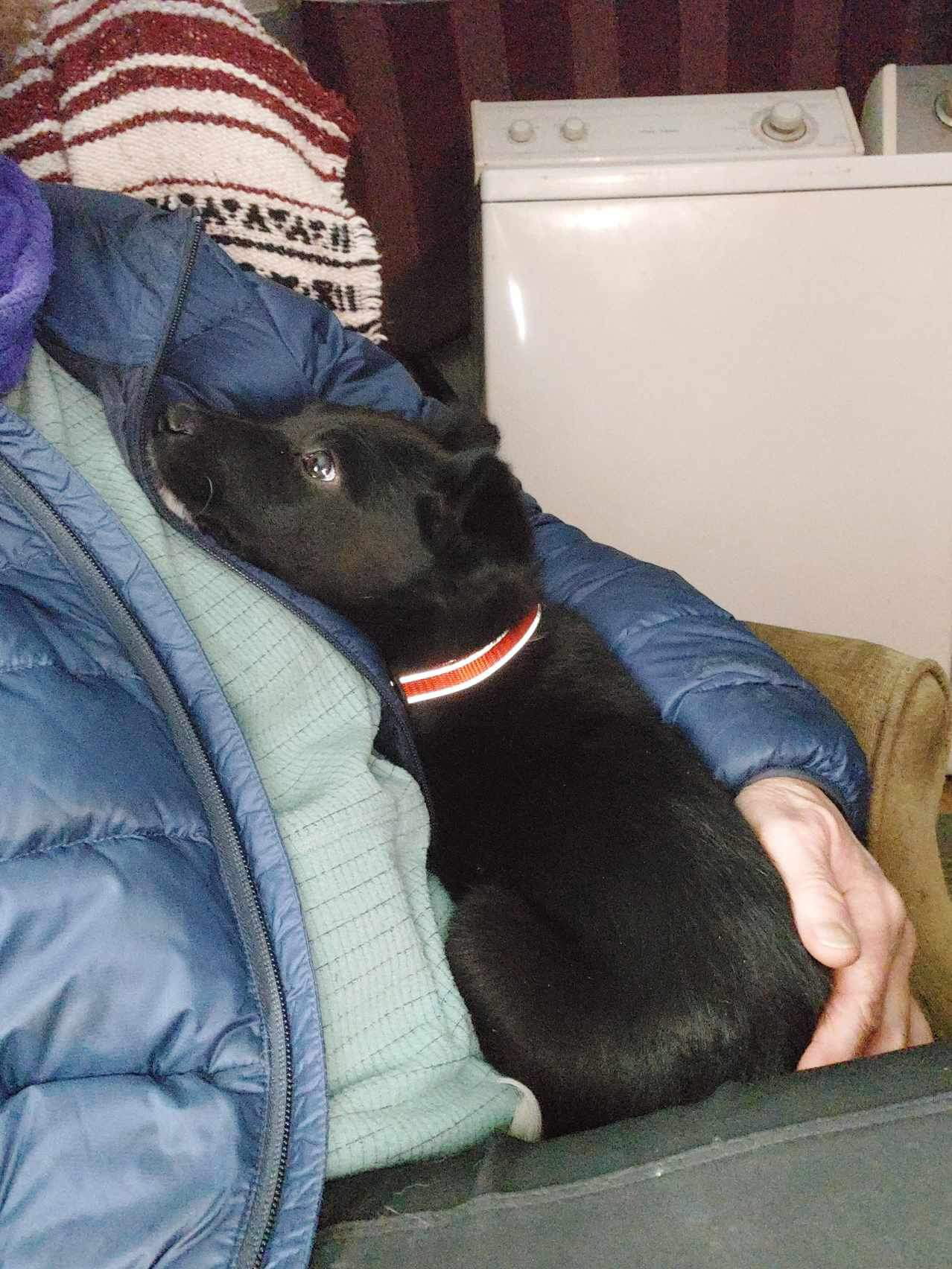 Dog for Adoption Felicity, a Australian Cattle Dog/Blue Heeler in