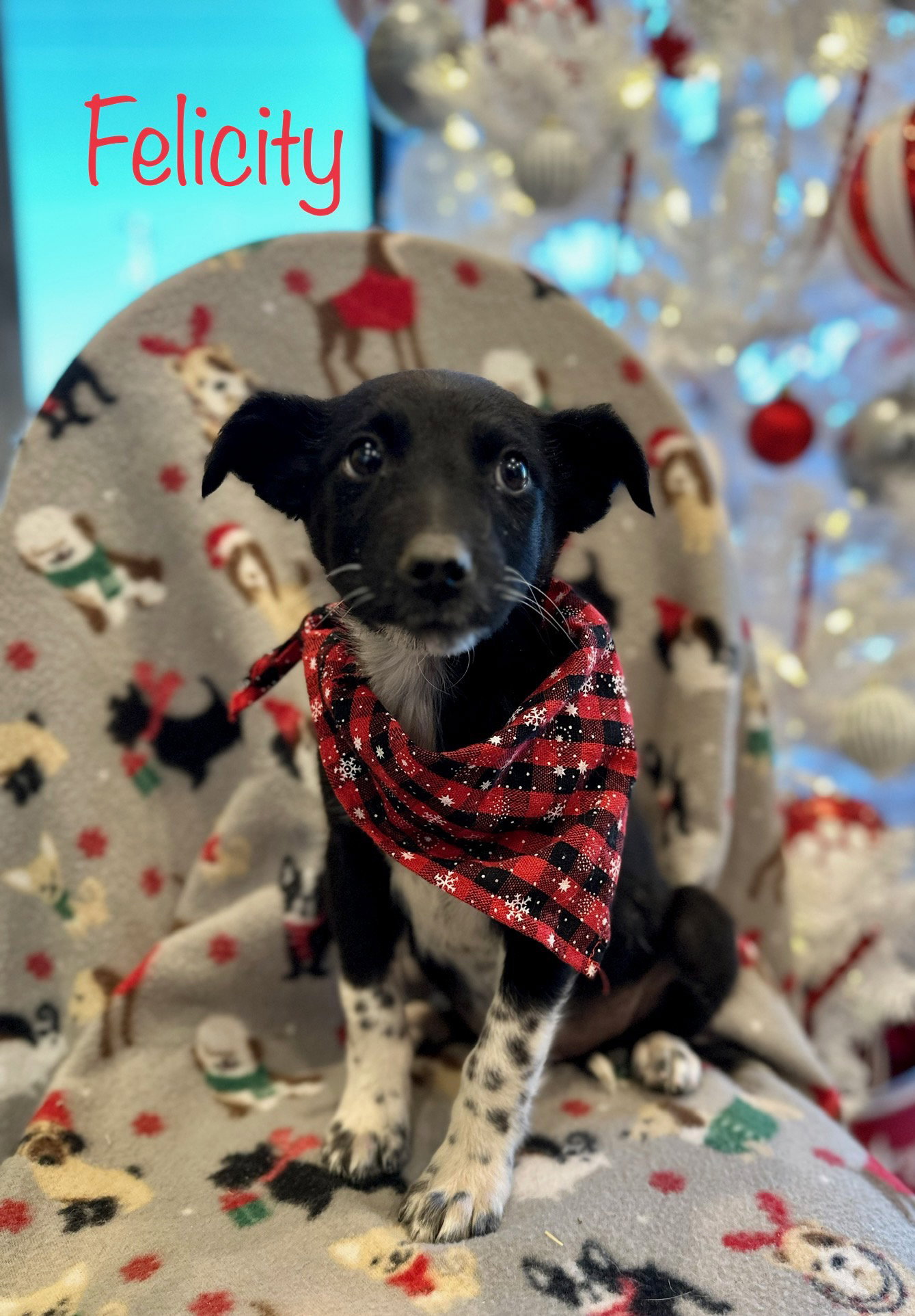 Dog for Adoption Felicity, a Australian Cattle Dog/Blue Heeler in