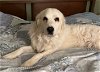 adoptable Dog in denver, CO named Josie