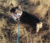 adoptable Dog in denver, CO named Tawny