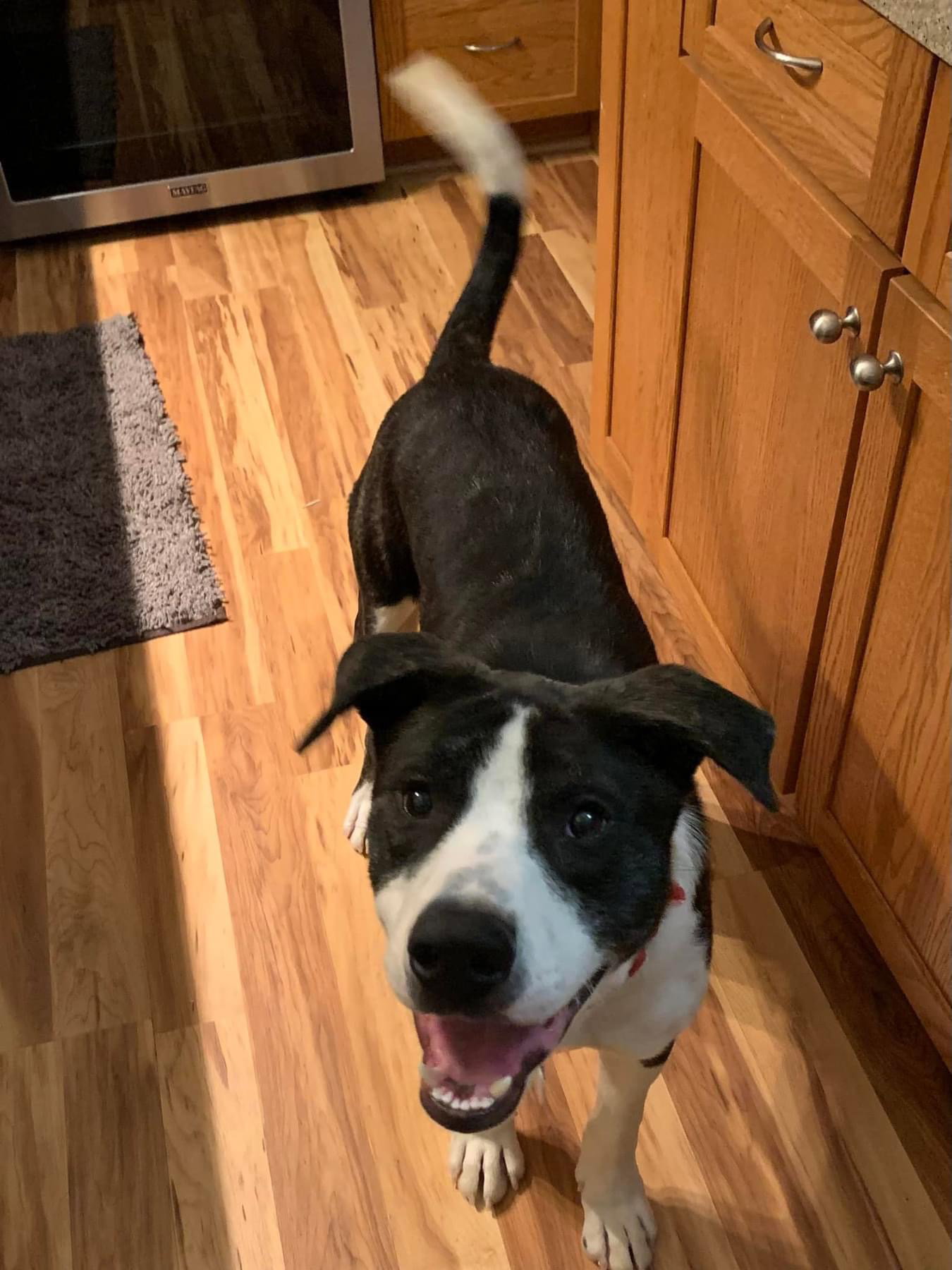 Dog adoption in Denver, CO 80222 American Bulldog / Hound / Mixed Dog "Cadillac"