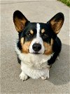adoptable Dog in denver, CO named Winston