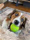 adoptable Dog in denver, CO named Bruno