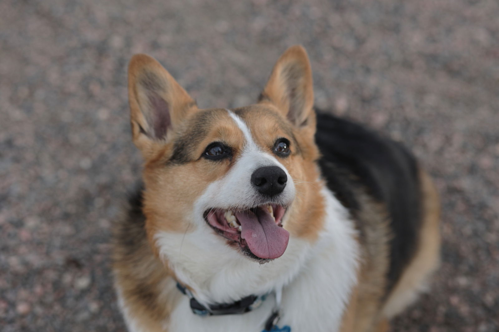 Dog for Adoption - Itachi, a Corgi in Superior, CO | Alpha Paw