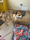 Luna - Photo 2