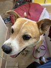 Luna - Photo 3