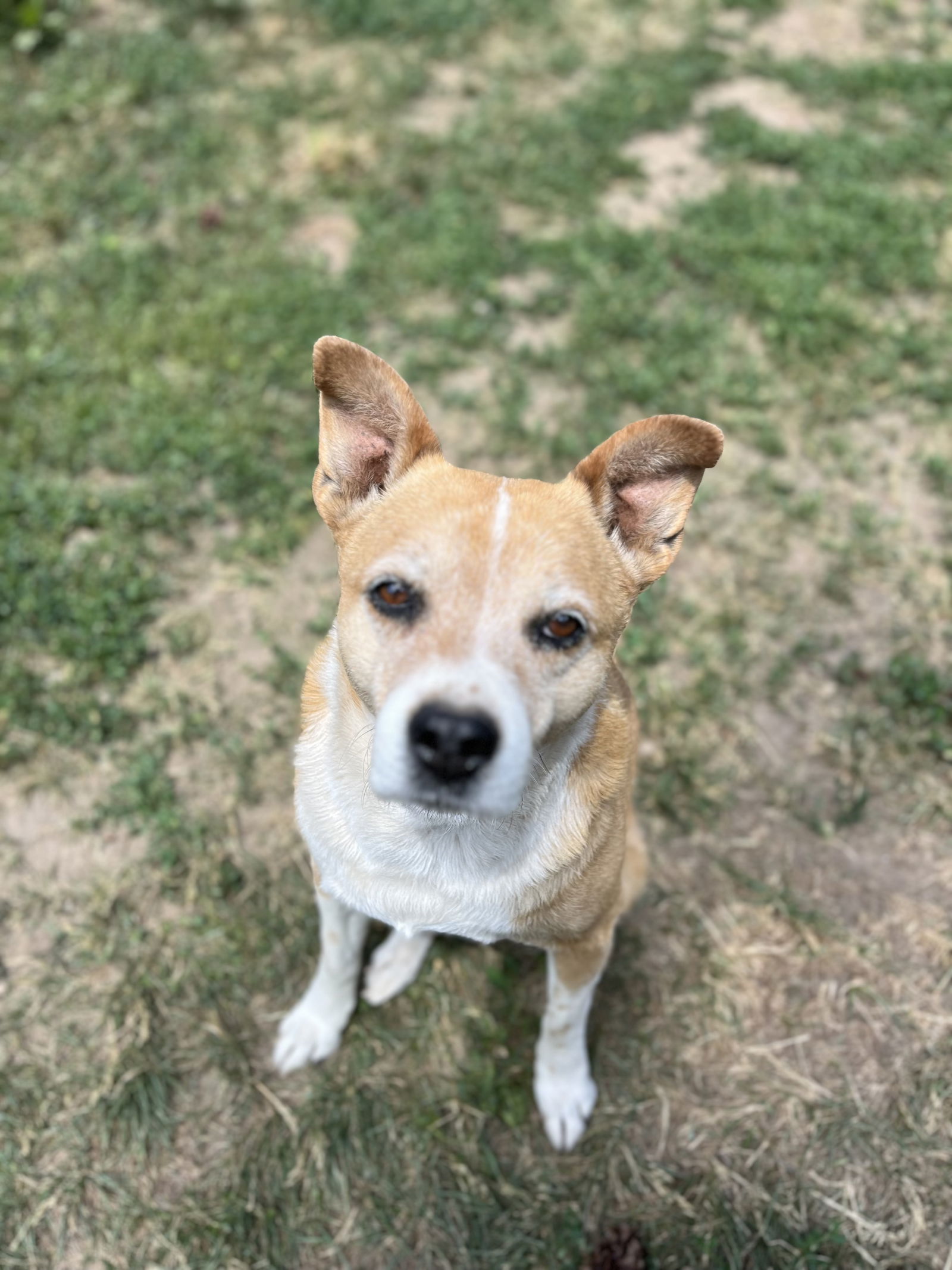 adoptable Dog in Denver, CO named Luna