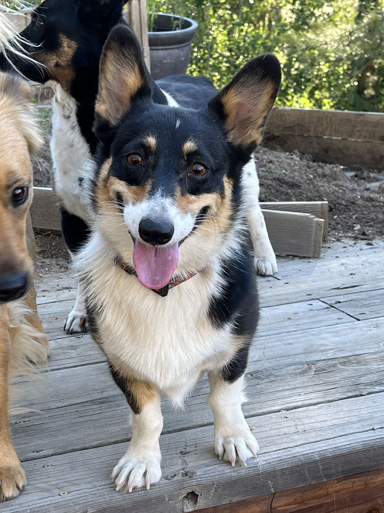 adoptable Dog in Denver, CO named Eden