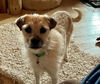 adoptable Dog in  named Buffy