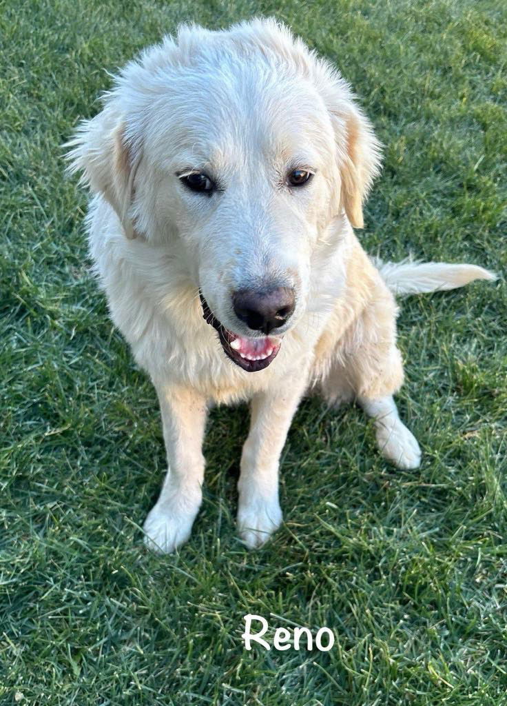 adoptable Dog in Denver, CO named Reno