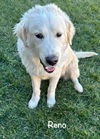 adoptable Dog in  named Reno