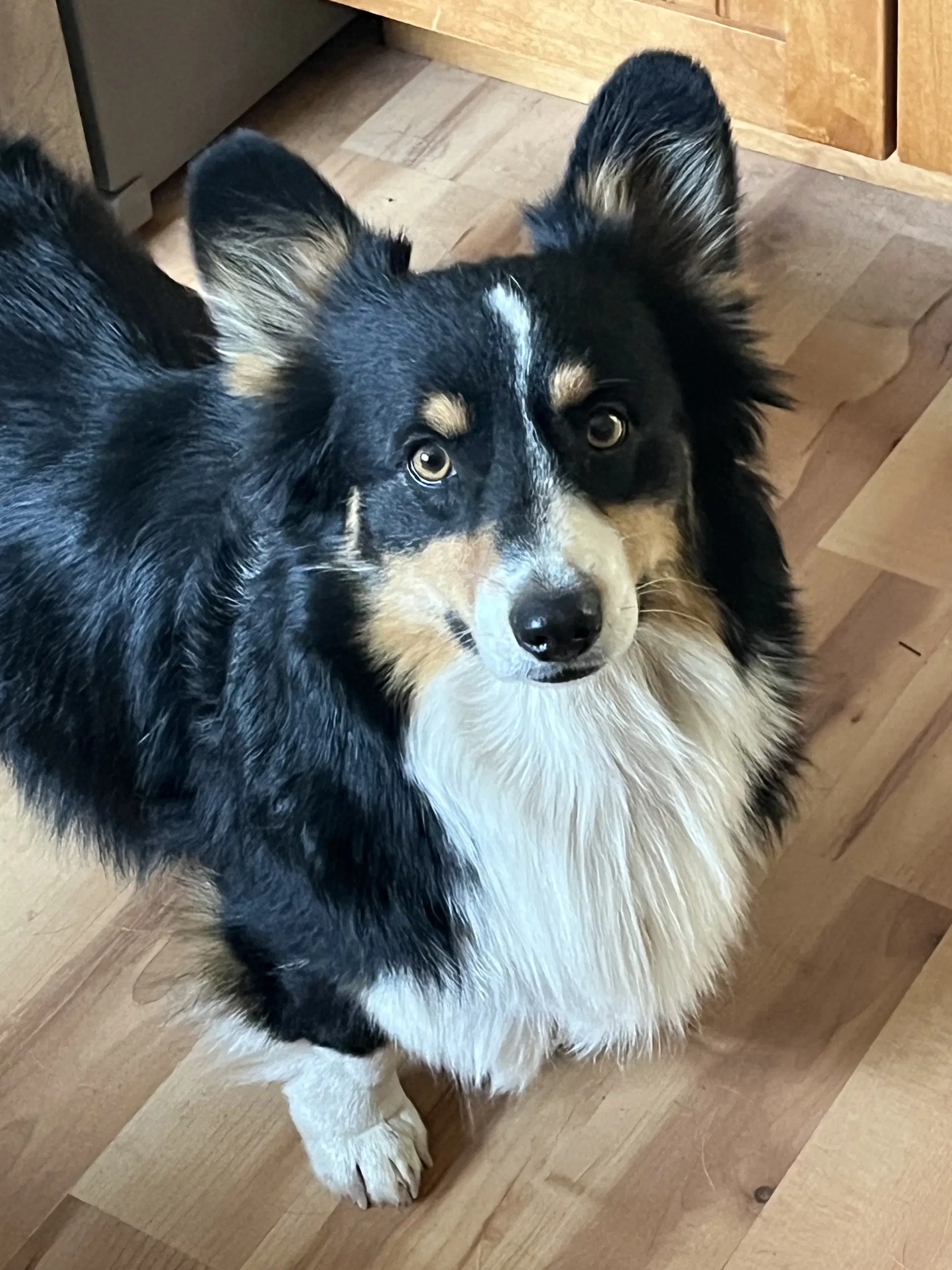 Oreo - Corgi