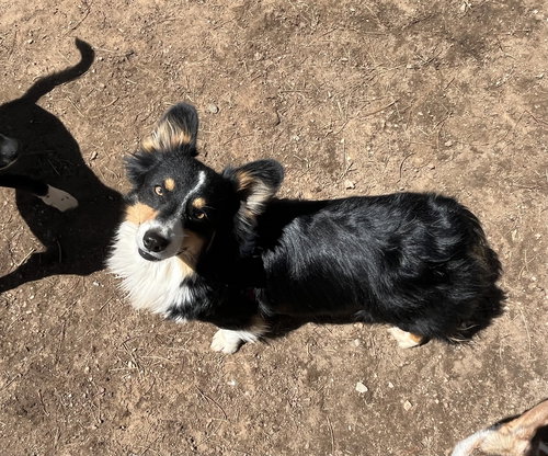 OREO - Corgi available for adoption