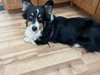 Oreo - Photo 3