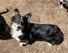 Oreo - Photo 4