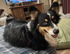 Oreo - Photo 5