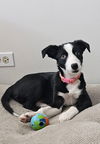 adoptable Dog in  named Pebble