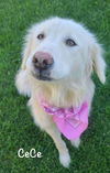 adoptable Dog in  named Cece