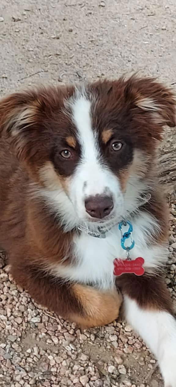 adoptable Dog in Denver, CO named Jenni