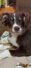 adoptable Dog in  named Jacie