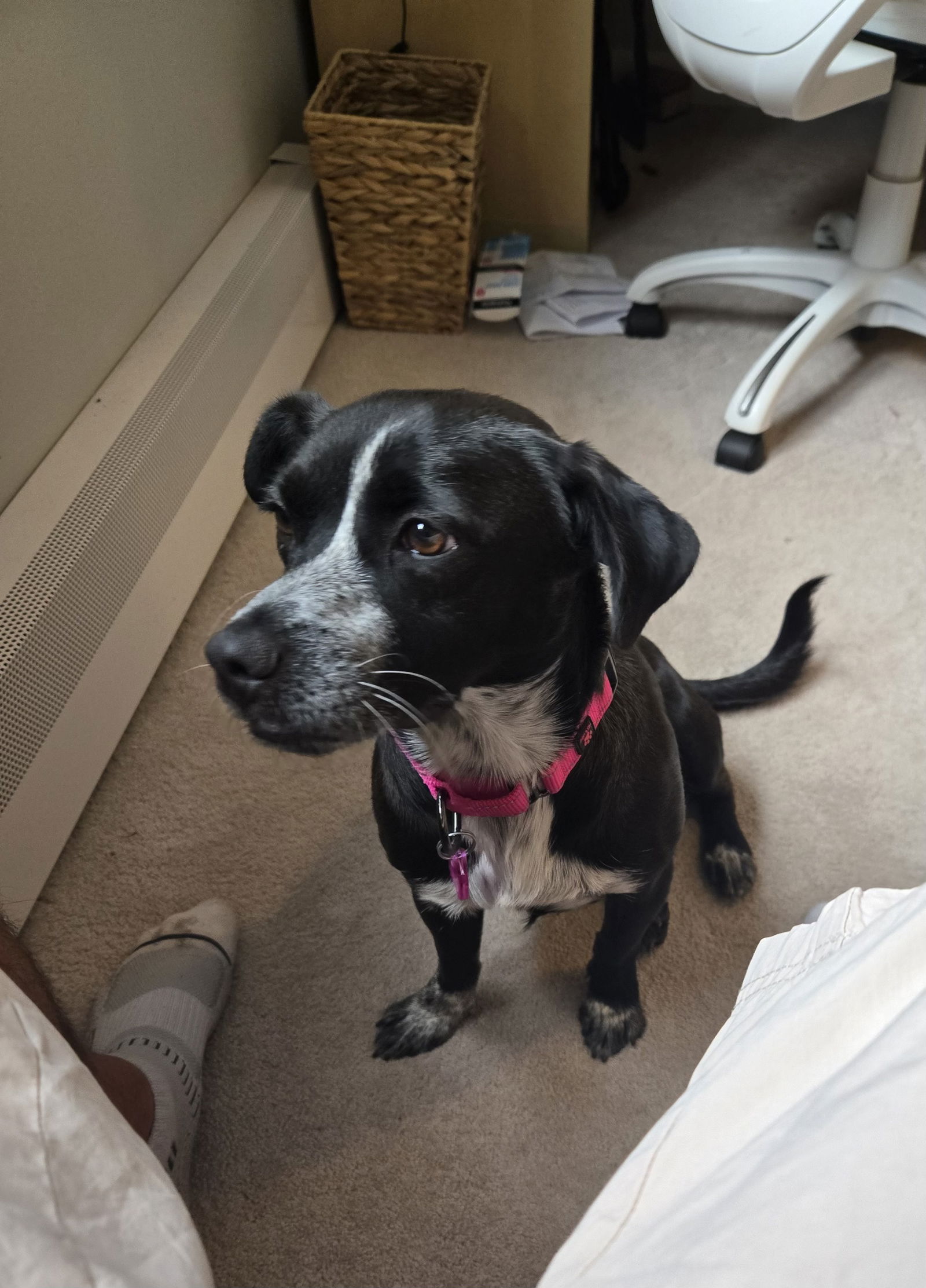 adoptable Dog in Denver, CO named Confetti