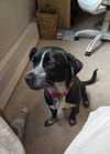 adoptable Dog in  named Confetti