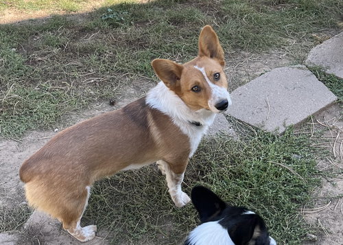 CODY - Corgi / Cattle Dog available for adoption