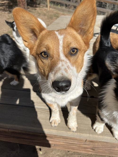 CODY - Corgi / Cattle Dog available for adoption