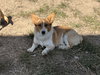 Cody - Photo 3