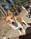 Cody - Photo 4